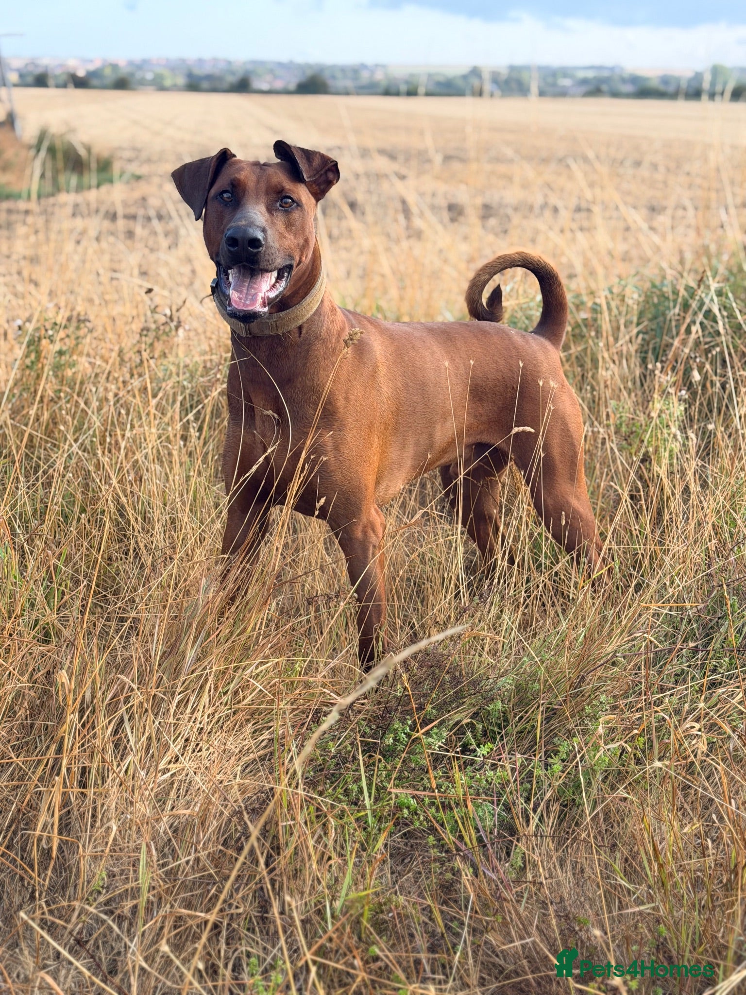 Mixed Breed dogs F1b Dobermann hybrid  - Advert 1