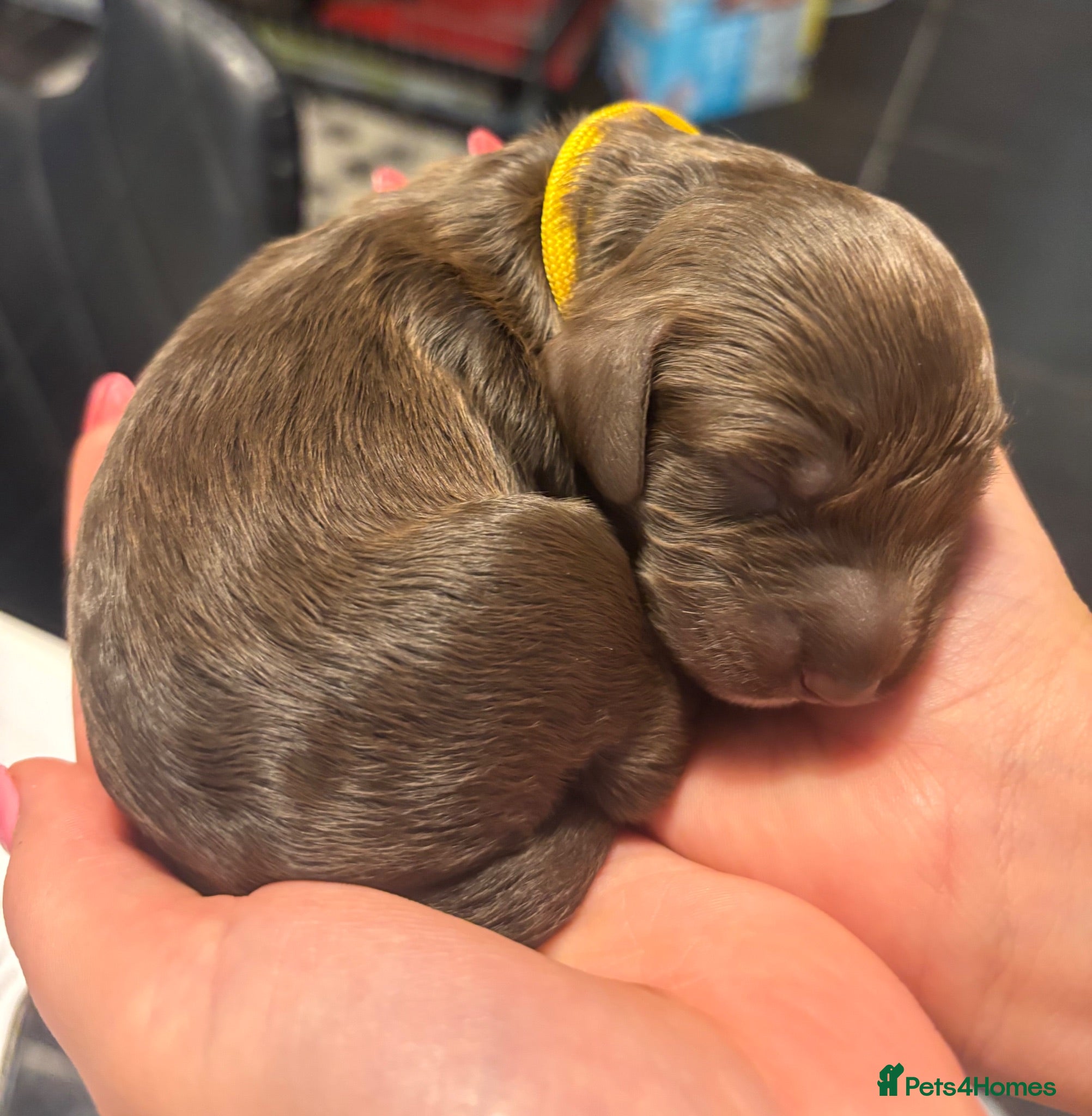 Cockapoo dogs Just arrived! 5 Beautiful F2 puppies born Aug 15th - Advert 1