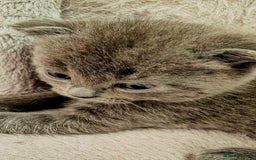 British Shorthair cats for sale: ❤️Gorgeous Scottish Fold/Straight kittens❤️ - Image 34