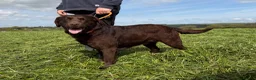 Labrador Retriever dogs for sale: Adult Bitch - Quality KC Chocolate Labrador  - Advert 3