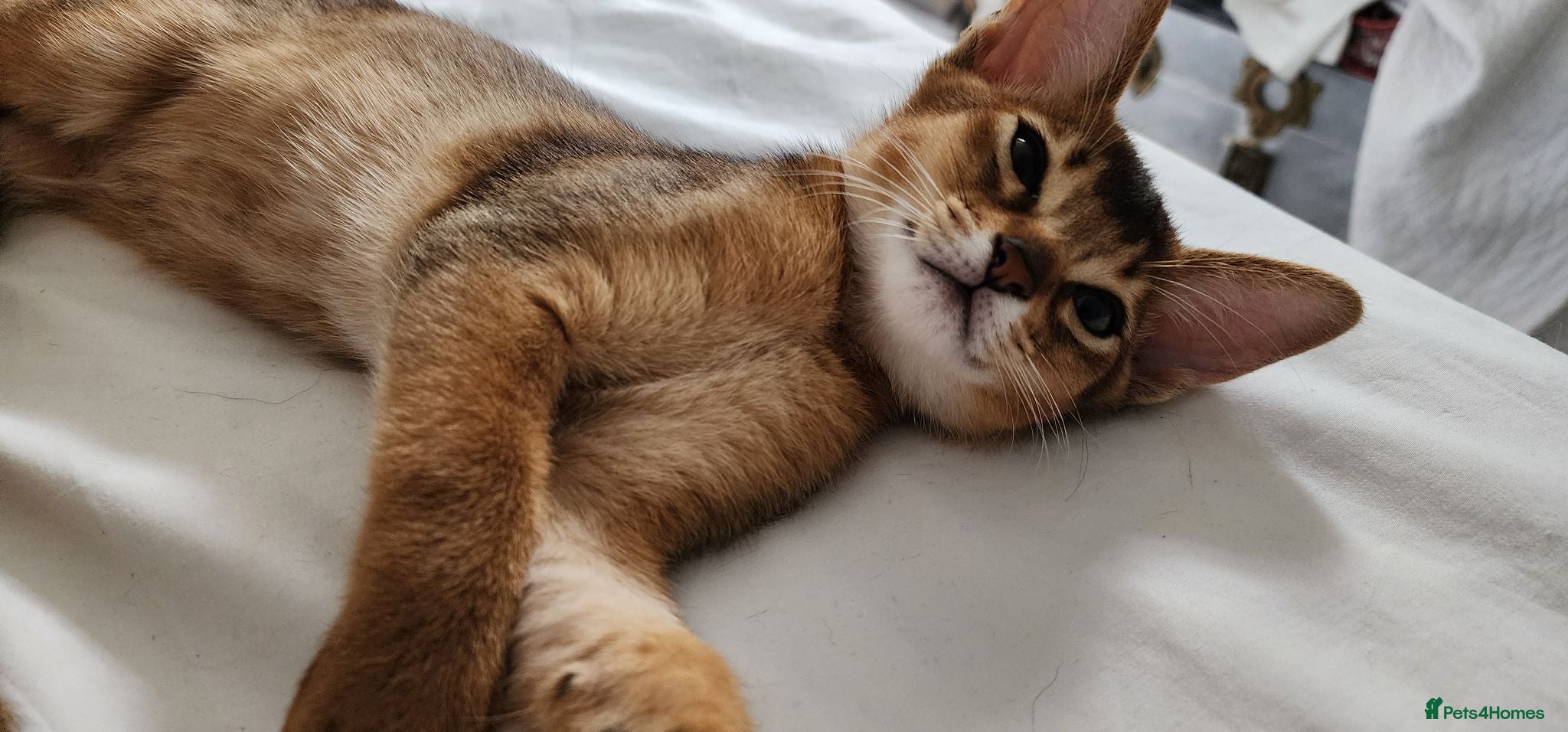 Abyssinian cats Adorable Pedigree Abyssinian kittens  - Advert 2