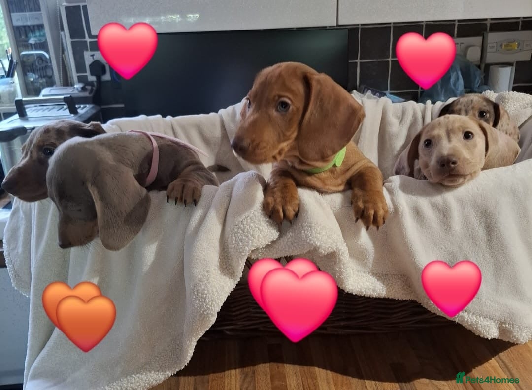 Miniature Dachshund dogs Miniature Dachshund Pups - Advert 1
