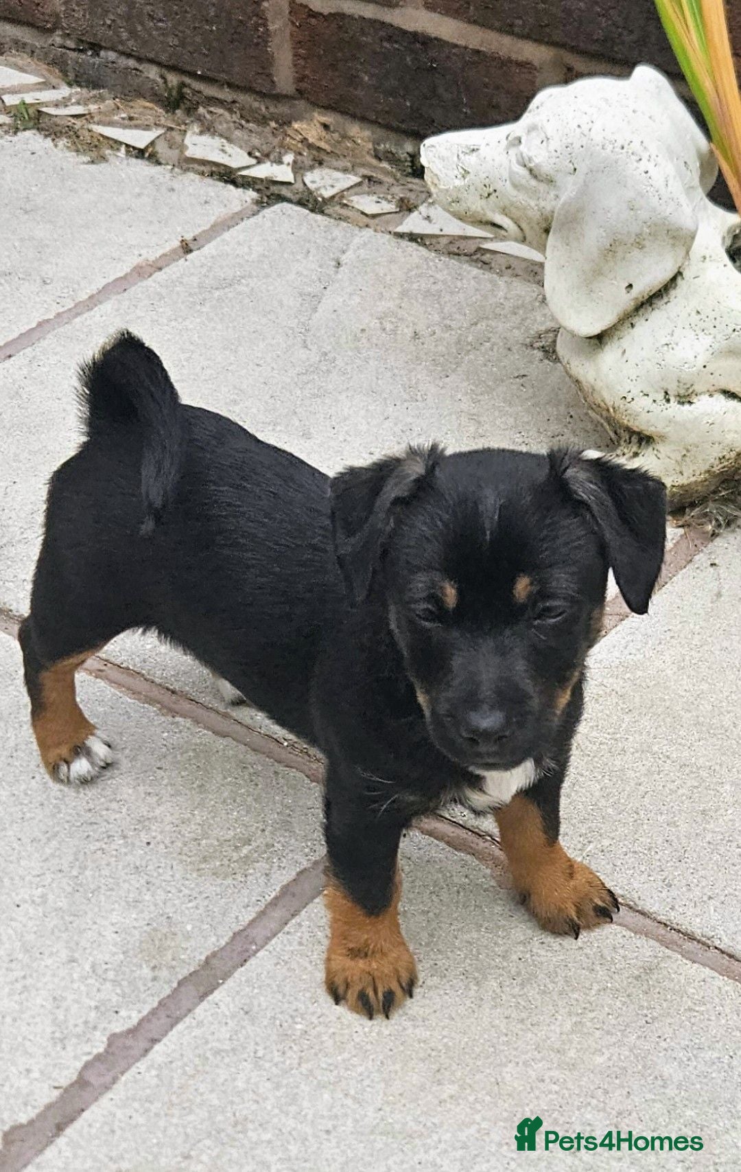 Jack Russell dogs Beautiful Black & Tan Jack Russell puppy's  - Advert 17