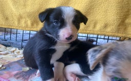 Border Collie dogs for sale: Border Collie Pups Merle, Tri-colour & Blk/wht - Image 5
