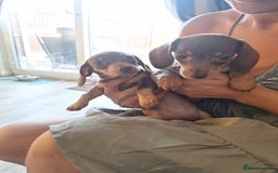 Dachshund dogs for sale: 5 dachshund puppies - Image 24