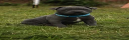 Staffordshire Bull Terrier dogs for sale: Blue KC Registered staffordshire bull terriers  - Advert 4