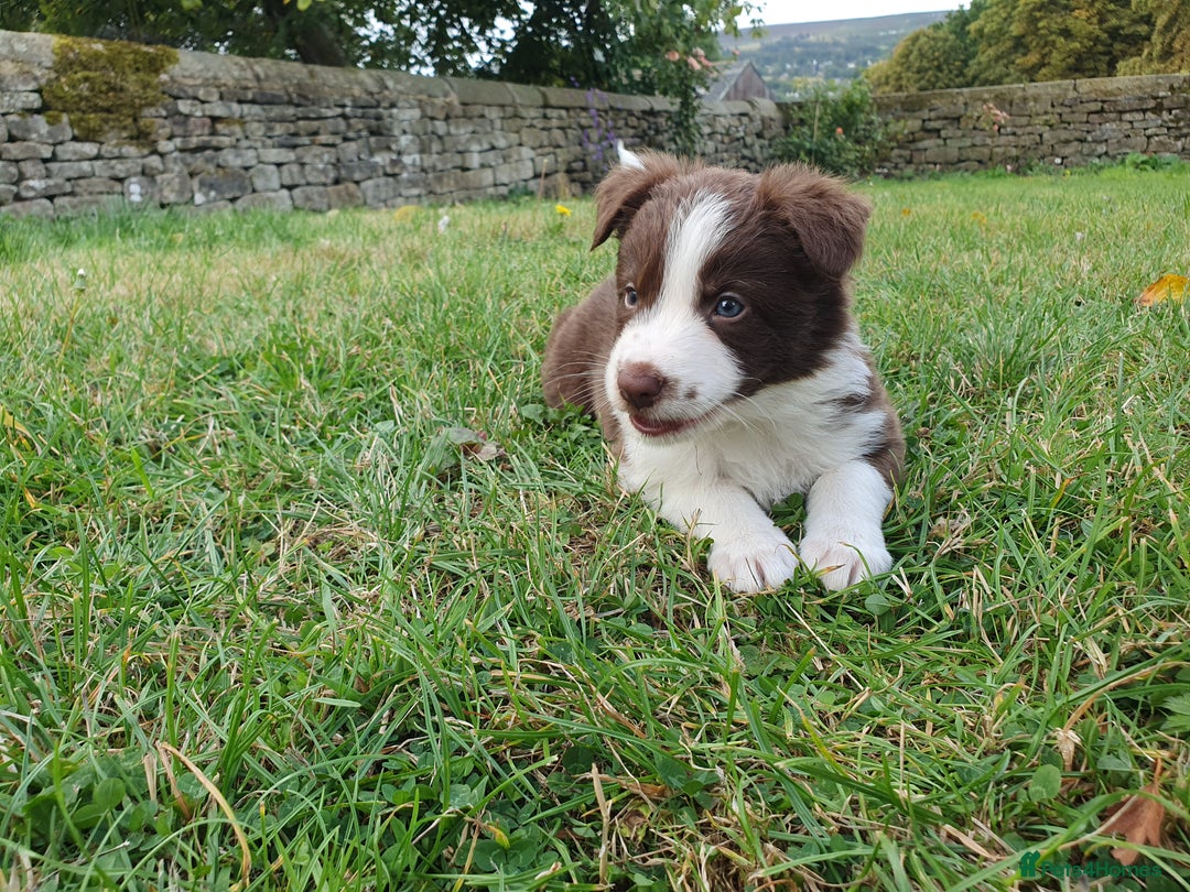 Border Collie dogs for sale: Beautiful farmhome bred Red and white Collies - Image 3