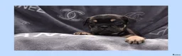 English Bulldog dogs for sale: Stunning Litter of Exotic English Bulldogs - Advert 21