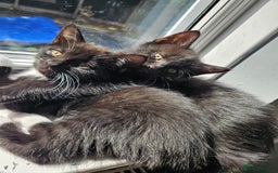 British Shorthair cats for sale: 4 beautiful kittens for sale  - Image 6