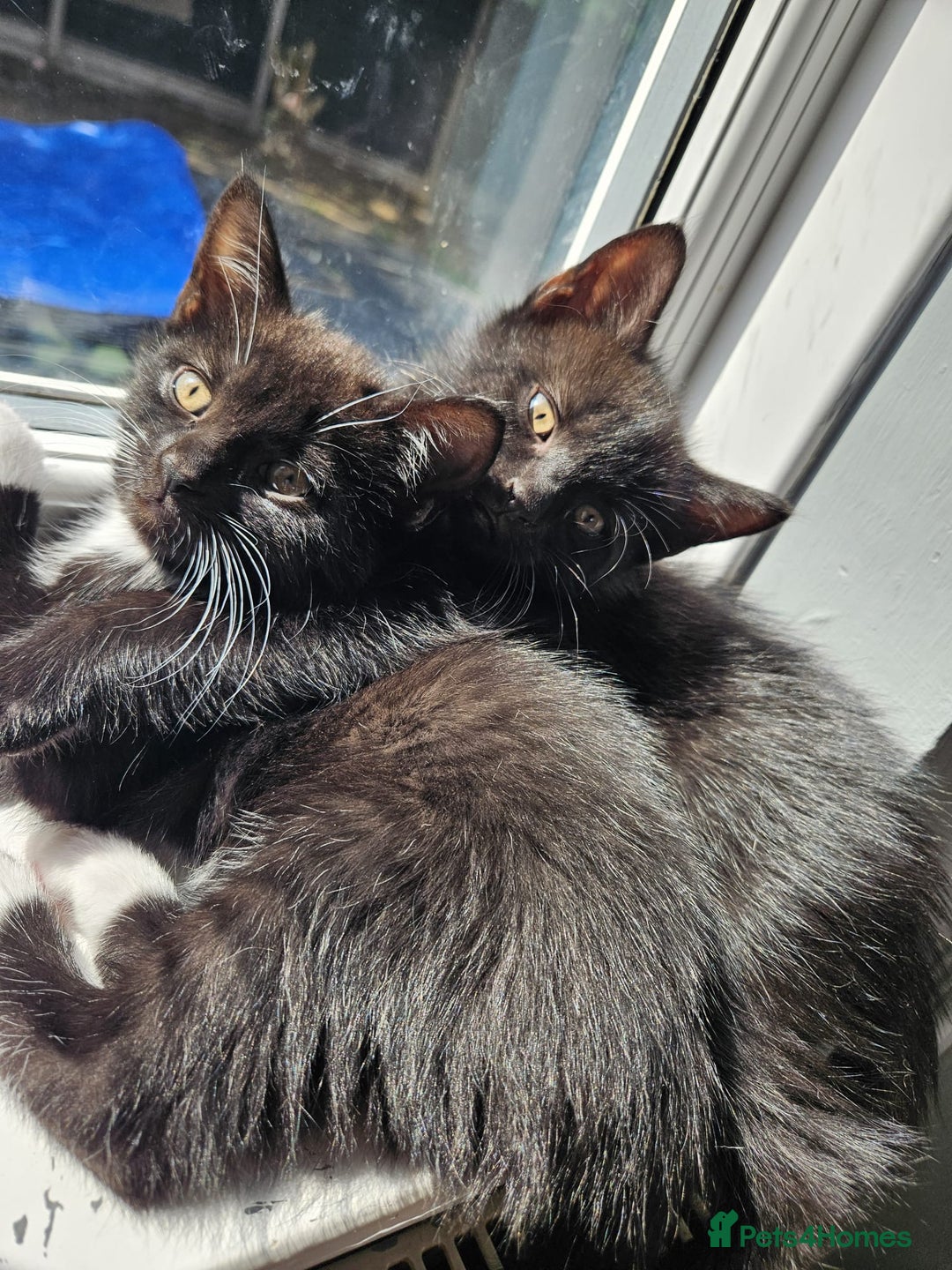 British Shorthair cats for sale: 4 beautiful kittens for sale  - Image 6