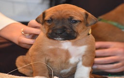 Belgian Shepherd Dog dogs for sale: Bullherders top working lines  - Image 12