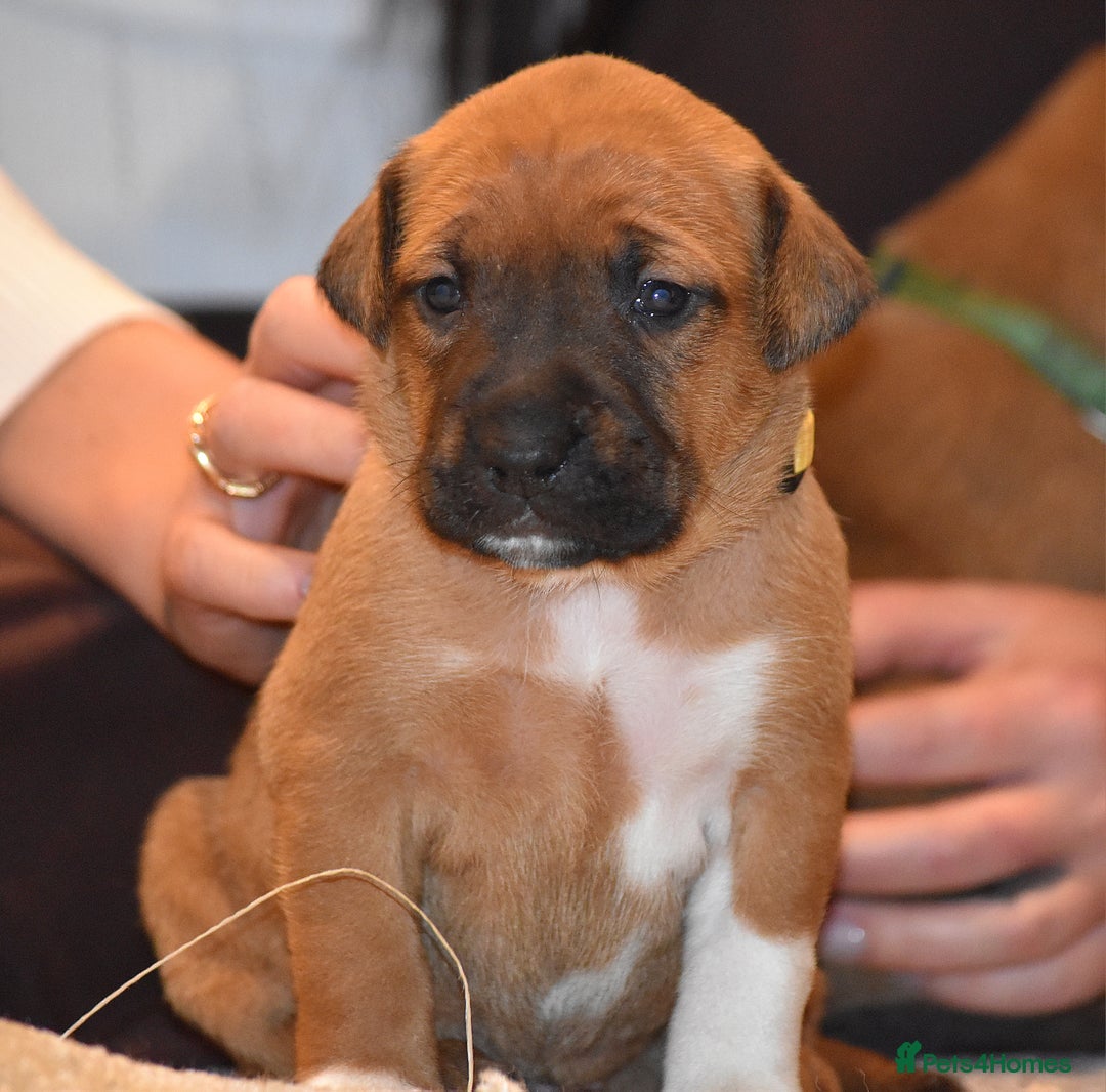 Belgian Shepherd Dog dogs for sale: Bullherders top working lines  - Image 12