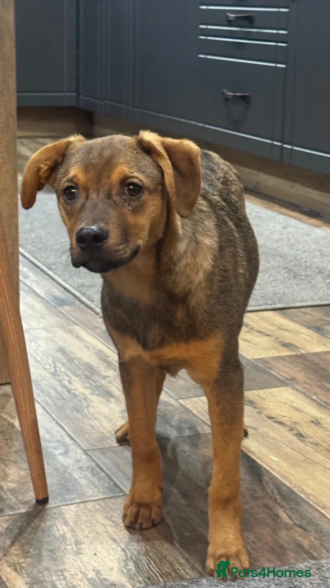 Mixed Breed dogs for adoption: Beautiful baby Benni looking for his home - Advert 1