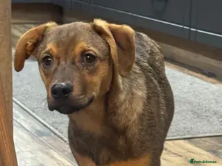 Mixed Breed dogs Beautiful baby Benni looking for his home - Advert 1