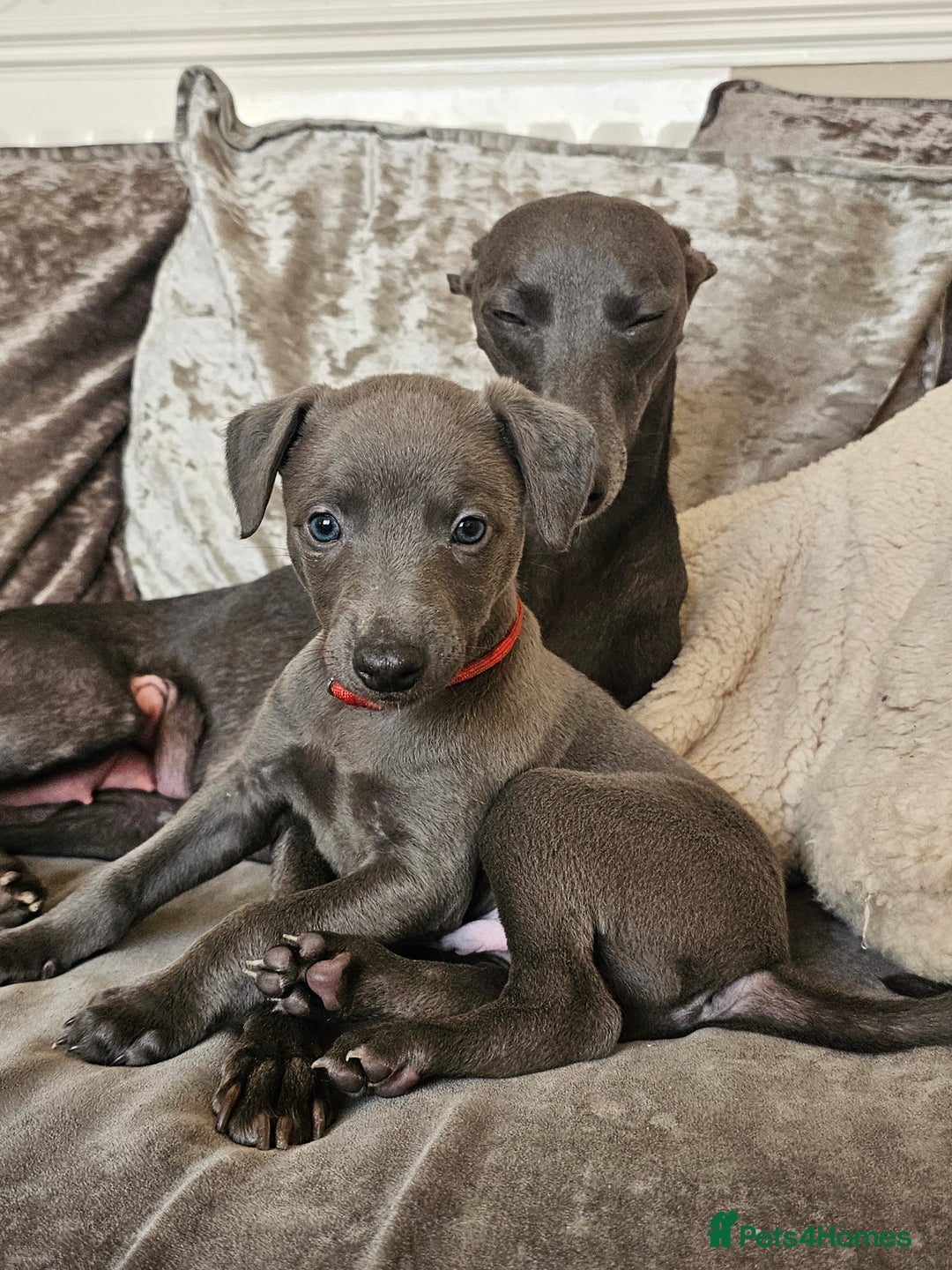 Whippet dogs for sale: KC Registered Blue Laguna Whippets - Image 32