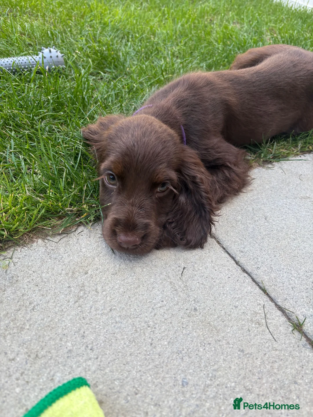 Cocker Spaniel dogs for sale: 11 week old chocolate cocker spaniel  - Advert 5
