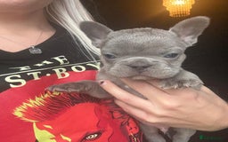 French Bulldog dogs for sale: French bulldog puppies for sale - Image 3