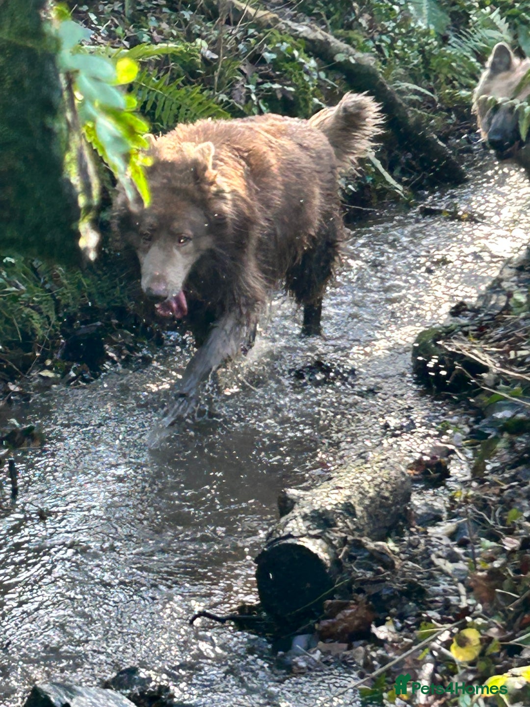 German Shepherd dogs for sale: German shepherd puppies DUE 20 th February 2026 - Advert 5