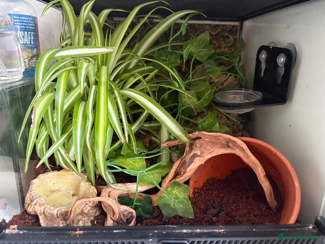 Gecko reptiles for sale: Crested gecko baby with bio active tank  - Advert 1