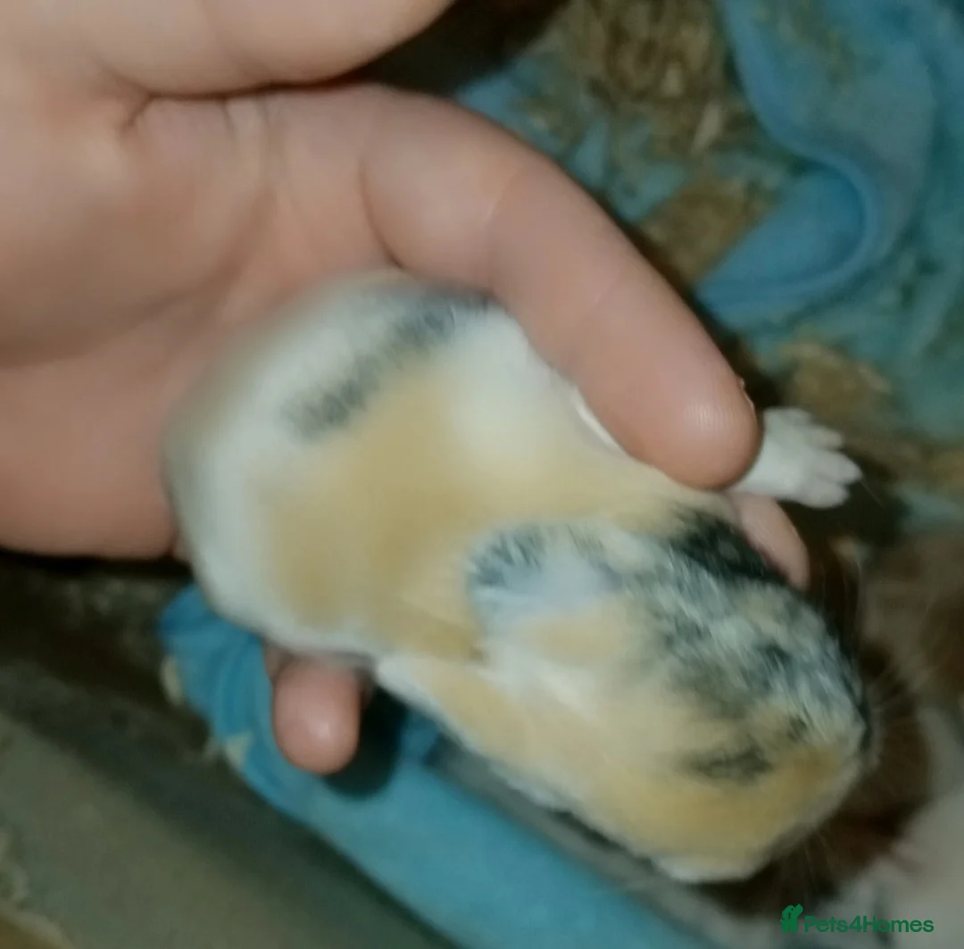 Mini Lion Lop rabbits for sale: Mini lop merl female rabbit  - Advert 11