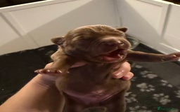Mixed Breed dogs for sale: French bulldog/terrier cross  - Image 13