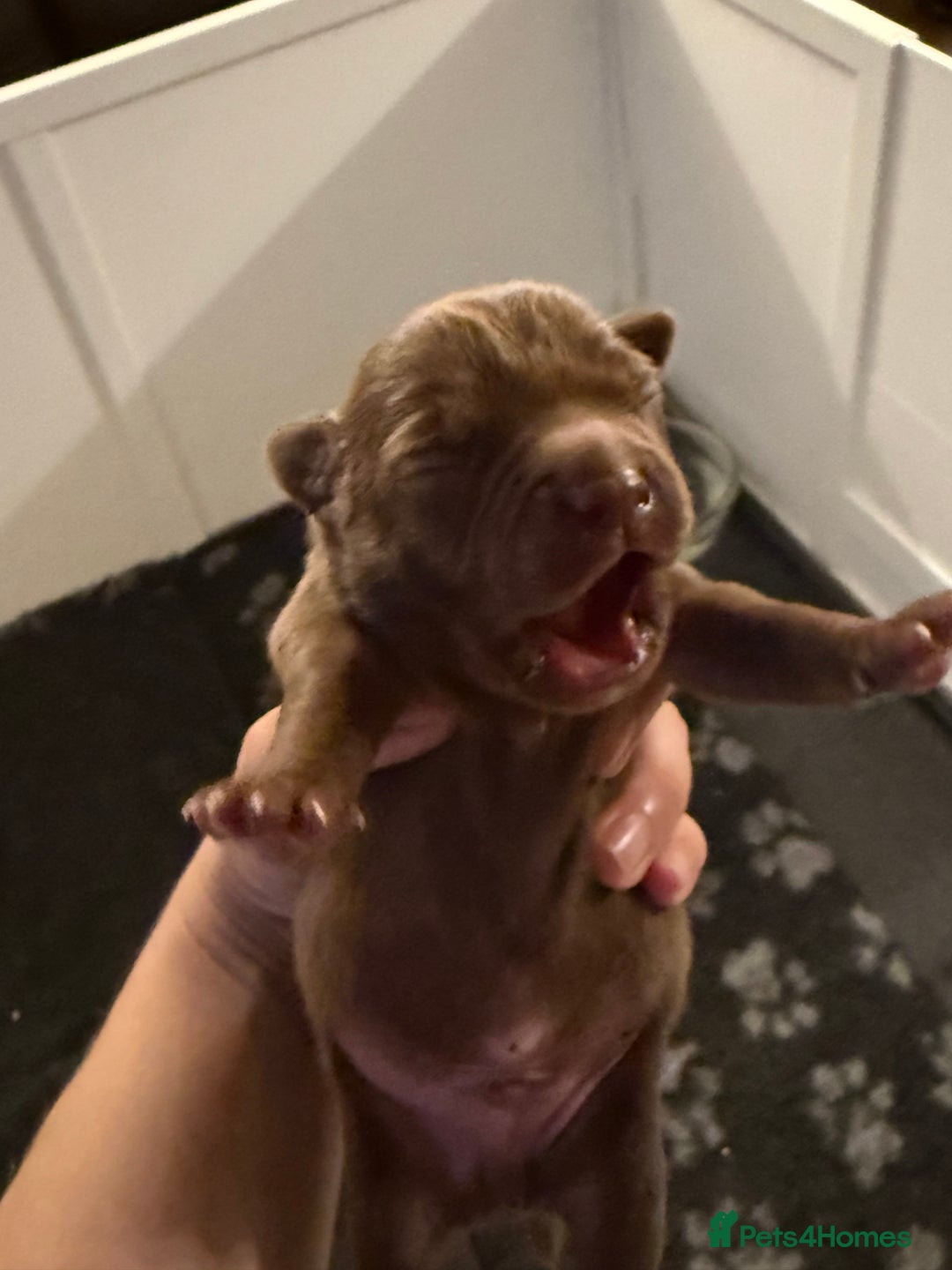 Mixed Breed dogs for sale: French bulldog/terrier cross  - Image 13