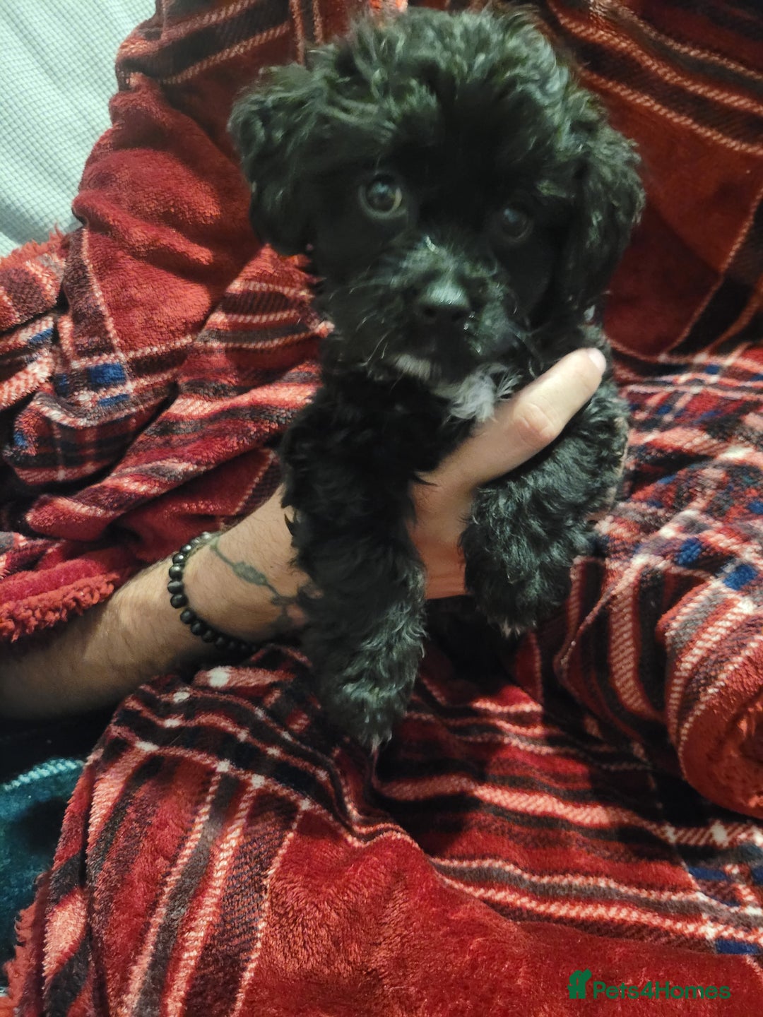 Mixed Breed dogs for sale: Shih - poo pups  - Image 10