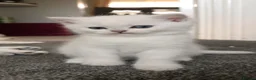 British Shorthair cats for sale: British Shorthair kittens  - Advert 7
