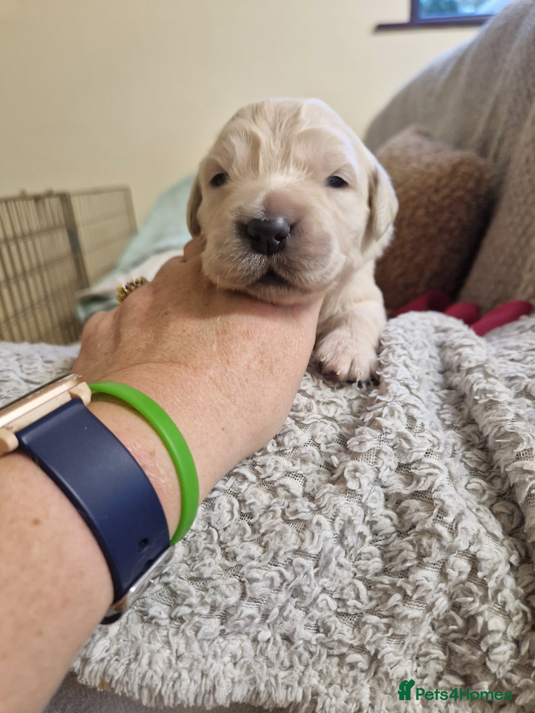 Golden Retriever dogs for sale: Golden retrievers Northern Ireland  - Advert 6