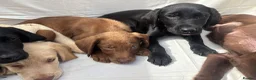 Labrador Retriever dogs for sale: Gorgeous Labrador puppies  - Advert 20