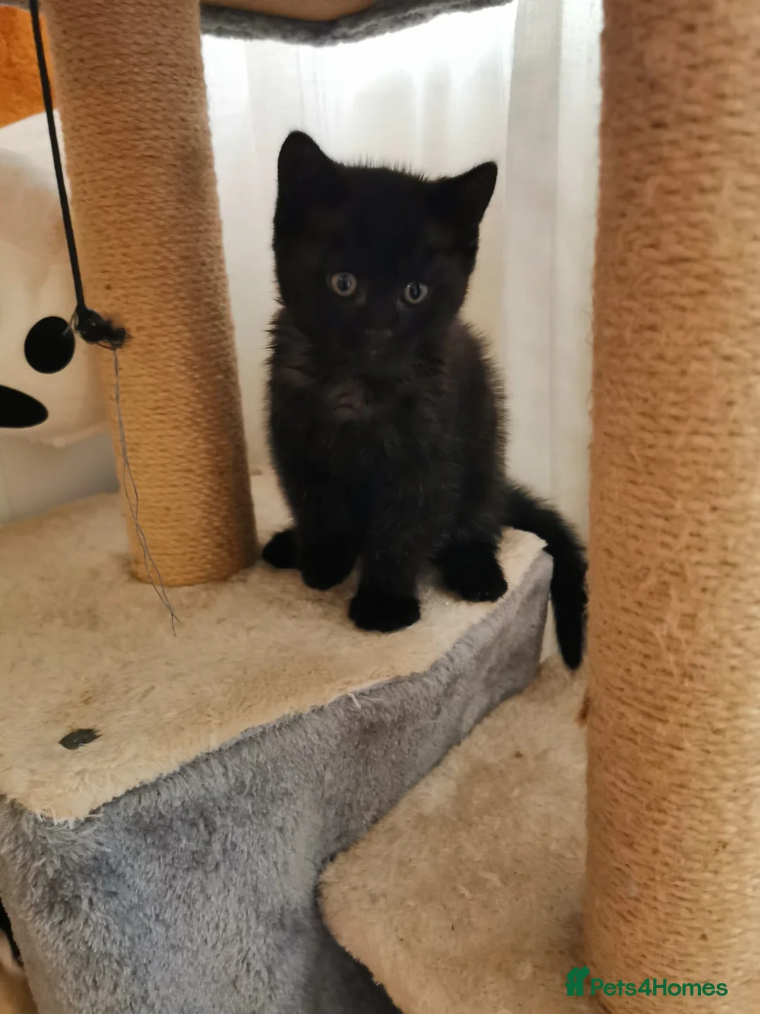 Mixed Breed cats for sale: Black kitten  - Advert 5