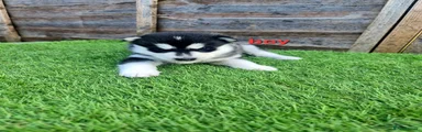 Siberian Husky Puppy 1