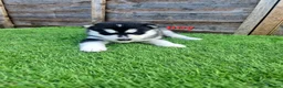 Siberian Husky dogs for sale: 6 siberian husky puppies  - Advert 5