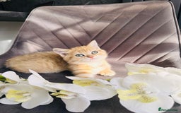 Scottish Fold cats for sale: Adorable pedigree kittens - Image 8
