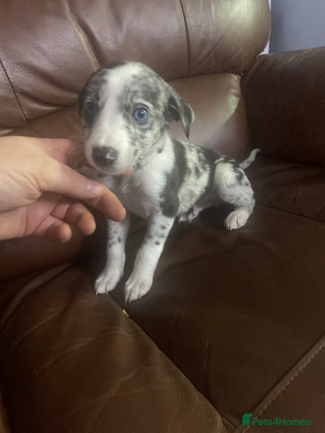 Mixed Breed dogs for sale: Collie lurcher greyhound mix - Advert 37