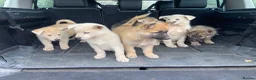 Mixed Breed dogs for sale: German Shepherd X Akita Pups - Advert 15