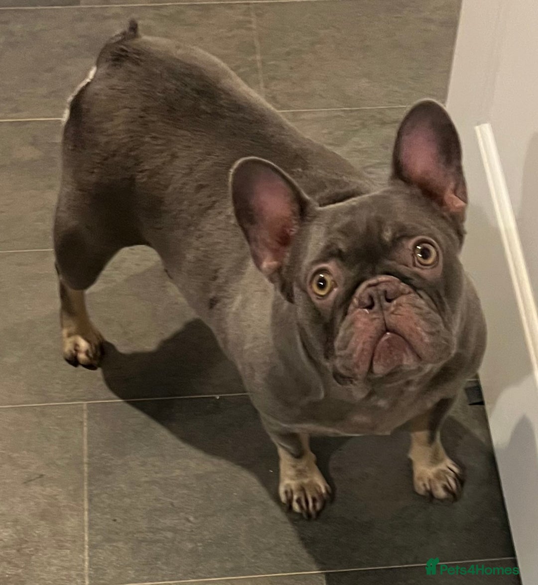 French Bulldog dogs for sale: Beautiful female frenchie  - Advert 6
