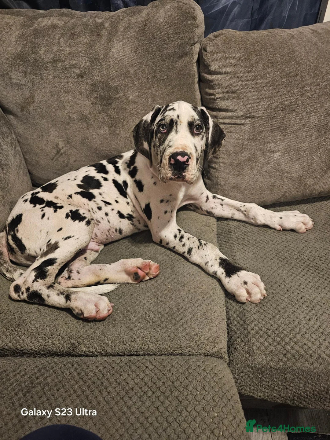Great Dane dogs for sale: Male harlequin for sale - Advert 1