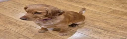 Cocker Spaniel dogs for sale: KC REGISTERED WORKING COCKER SPANIEL PUPPIES  - Advert 1