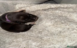 Mixed Breed dogs for sale: Cane corso mix Akita  - Image 23