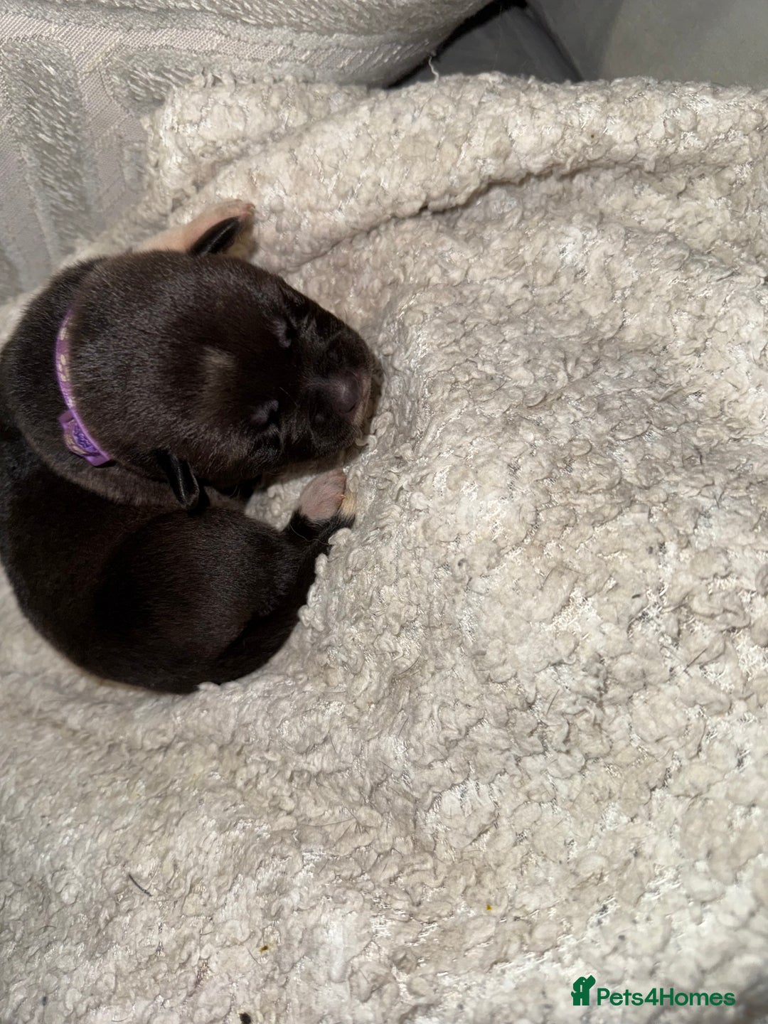 Mixed Breed dogs for sale: Cane corso mix Akita  - Image 23