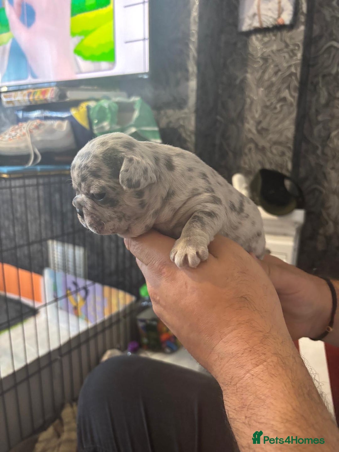 French Bulldog dogs for sale: Pedigree french bulldogs  - Image 6