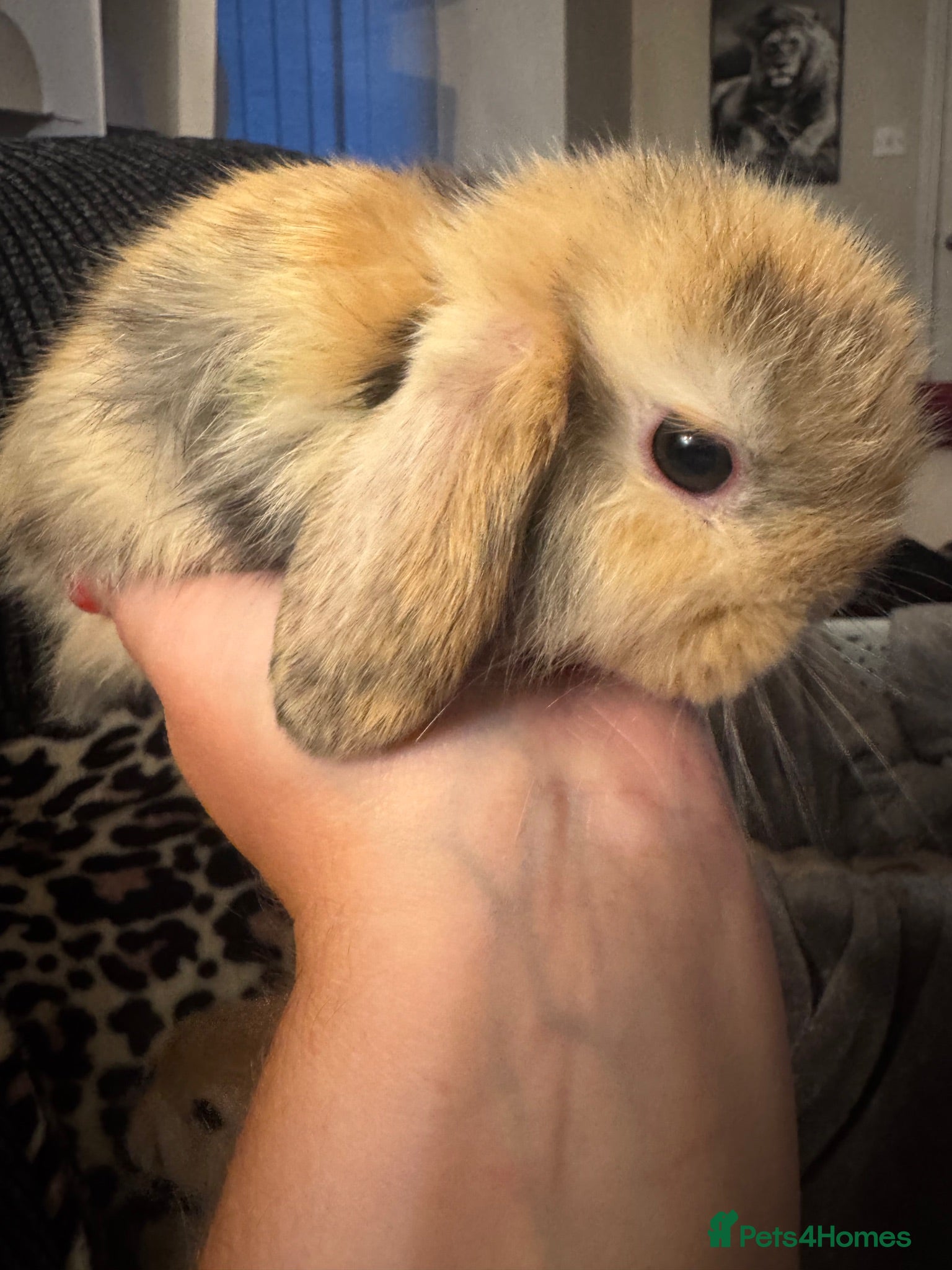 Mini Lop rabbits Ready to go! Beautiful mini lop rabbit - Advert 2