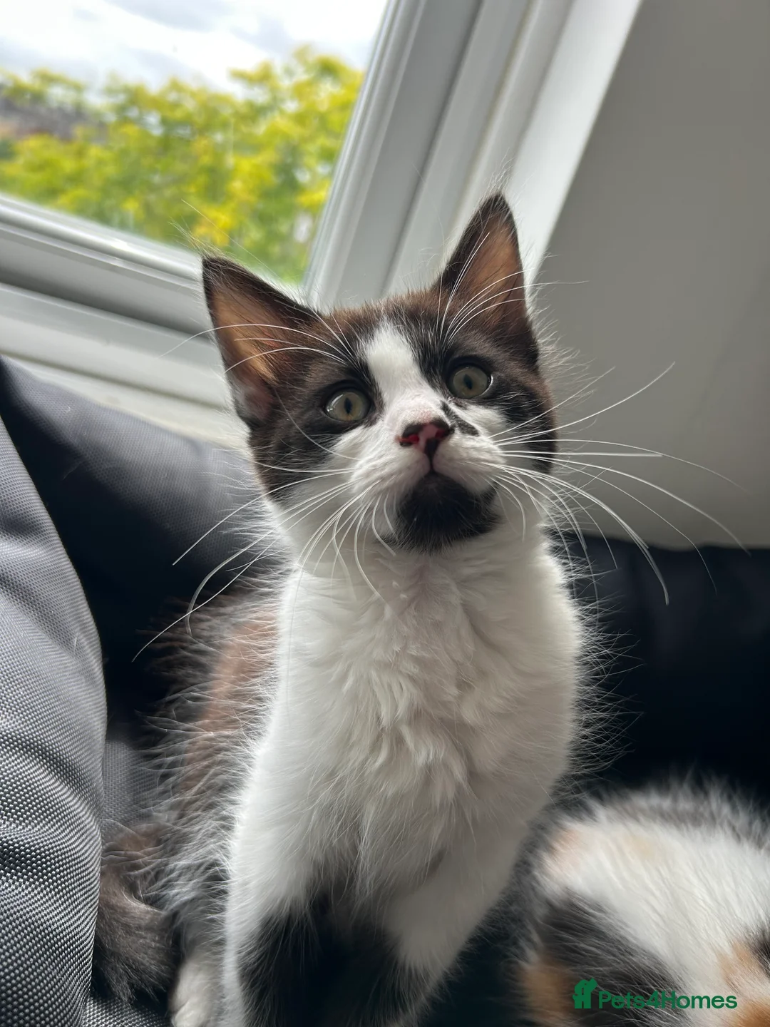 Mixed Breed cats for sale: Two beautiful kittens - Advert 3