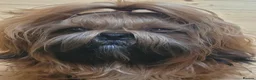 Shih Tzu dogs for sale: royal kennel club registered standard shih tzu pup - Advert 9