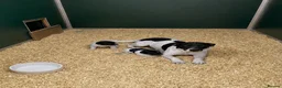 Jack Russell dogs for sale: Jack Russell Puppies - Advert 6