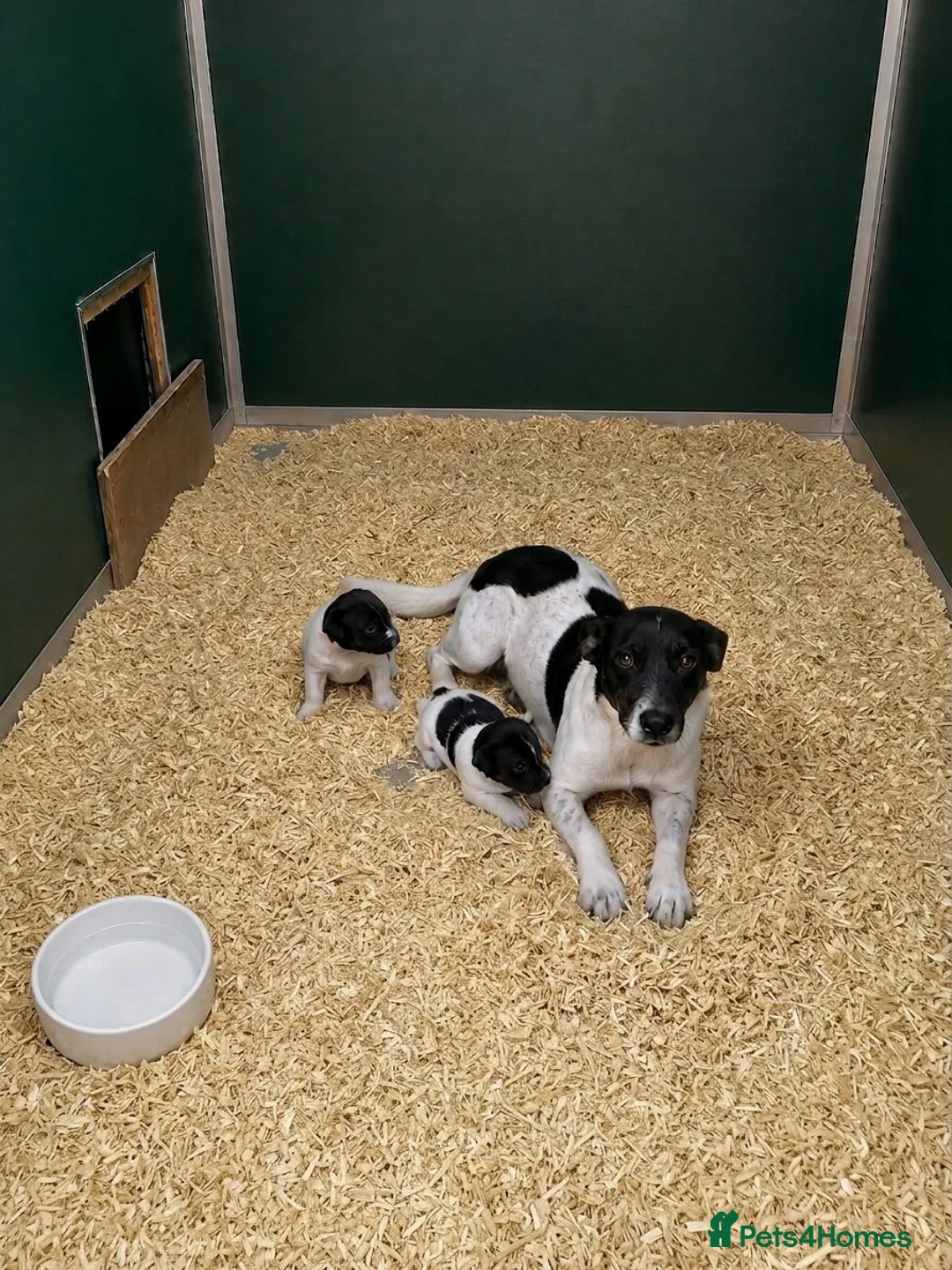 Jack Russell dogs for sale: Jack Russell Puppies - Advert 6