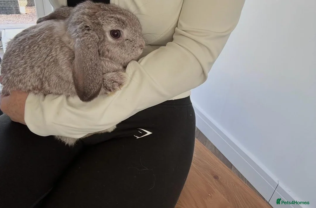Mini Lop rabbits for sale: Mini Lop Girl - free to a good home, 4 months old in Wigan - Advert 1