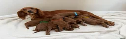 Cockapoo dogs for sale: Health Clear Cockapoo Puppies in Sunderland - Advert 14