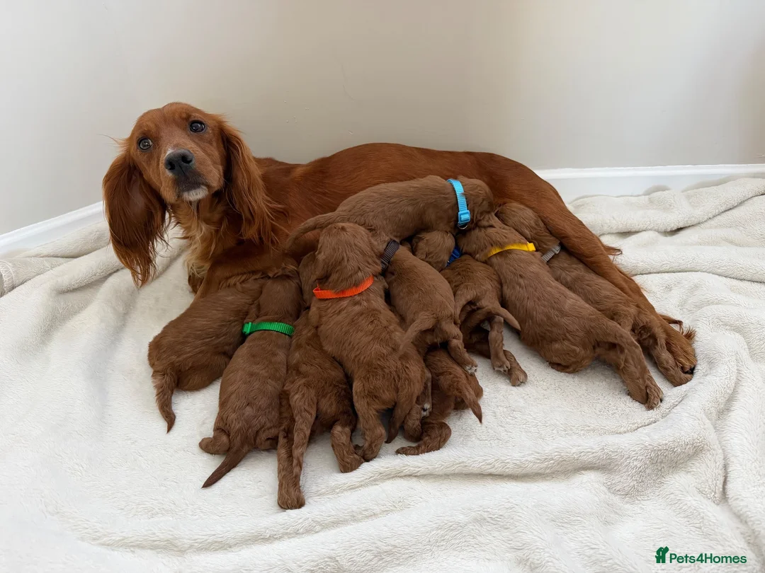 Cockapoo dogs for sale: Health Clear Cockapoo Puppies in Sunderland - Advert 14